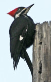 Pileated Woodpecker