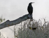 Anhinga