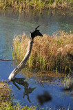 Anhinga