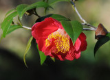 Camellia