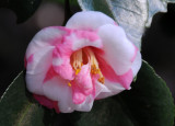 Camellia