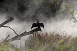 Anhinga in Early Morning Mist
