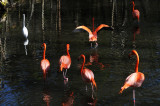 Great White Egret & A Flock of Flamingos