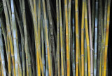 Kanapaha Bamboo