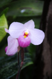 Orchid Show 2012