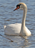 Swan