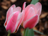 Pink Tulips in the Shakespeare Garden