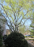 IMG_7906.JPG