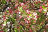 IMG_7910.JPG