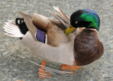 Mallard Duck in a Reflecting Pool