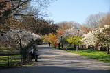 Crab Apple & Cherry Tree Grove