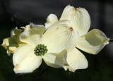 Dogwood Blossoms