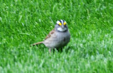 White Throated Sparrow - Zonotrichia albicollis
