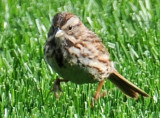 Song Sparrow - Melospiza melodia