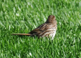 Song Sparrow - Melospiza melodia