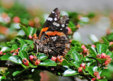 Red Admiral Butterfly