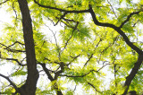 Blue-Headed Vireo or Vireo solitarius