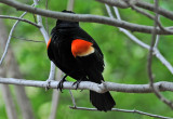 Wetland Red Winged Blackbird or Agelaius  phoeniceus