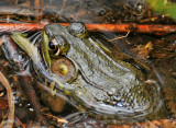 Frog in Marshland