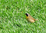 Male Common Yellowthroat Warbler