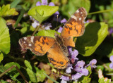 A Battered American Lady Butterfly in WSV Sasaki Garden