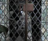 Castle Window Apparition