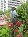 Pruning the Don Juan Rose Arbor