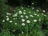 Leucanthemum x superbum Snow Lady after Rain Shower