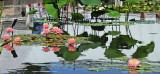 Waterlilies 
