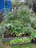 Childrens Fruit, Vegetable, Herb and Flower Box Gardens