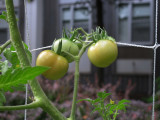 Tomato Crop