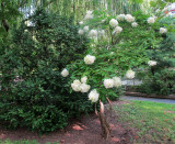 Garden Blossoms