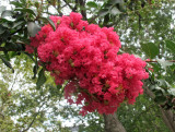 Crepe Myrtle Blossoms