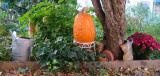 Pumpkin, Chrysanthemums & an Apple Tree