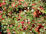 Berberis