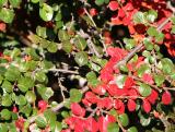 Berberis