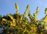 Elm Tree Foliage