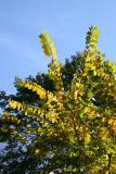 Elm Tree Foliage