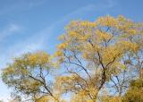 Scholar or Japanese Pagoda Tree