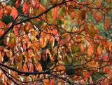 Dogwood Foliage
