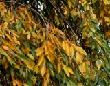 Cherry Tree Foliage