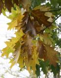 Oak Tree Foliage