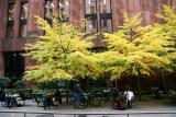 Linden Trees - NYU Library Garden