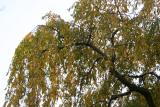 Cherry Tree Foliage