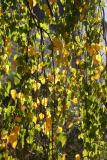 Birch Tree Foliage - NYU Silver Towers Garden