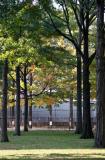 Oak Trees - NYU Silver Towers Garden