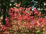 Burning Bush