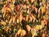 Cherry Tree Foliage
