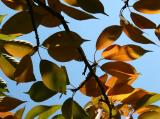 Cherry Tree Foliage