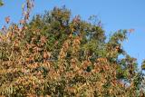 Cherry Tree Foliage